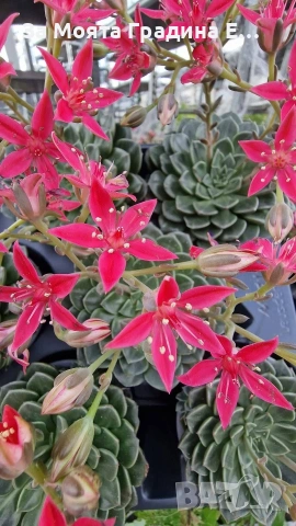 Ешеверия Испанска звезда 