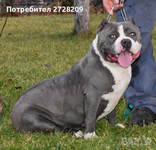 Американско Були Покет/American Bully Pocket , снимка 5 - Питбул - 42384885