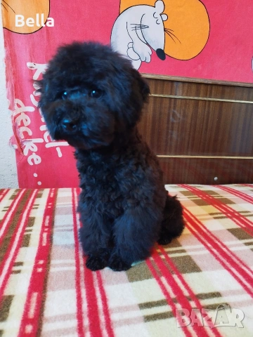 Мини пудел , снимка 7 - Пудели - 53132342