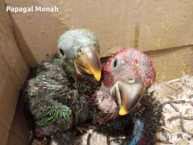 Еклектуси Благороден папагал, снимка 6 - Папагали - 41415366