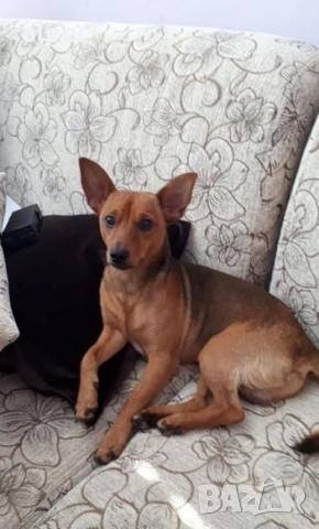 Търси жена мъжки пинчер, снимка 2 - Търси партньор - 36077284