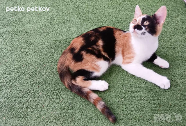 Подарявам малко котенце/ Kleine Katze zu verschenken, снимка 5 - Други - 55829031