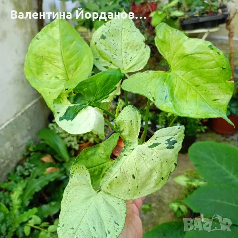 стайни цветя единични бройки , снимка 10 - Стайни растения - 55803796