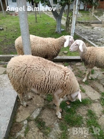 мъжки шилета за клане или кочове , снимка 1