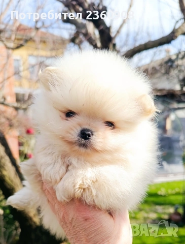 Померан, померанче, снимка 3 - Померан - 53483335