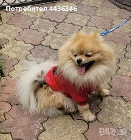 Чистокръвен Померан, снимка 3 - Померан - 50417593