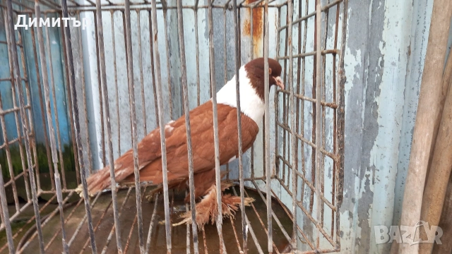 Продавам гълъбите от снимките , снимка 9 - Гълъби - 53144161