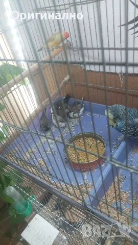 Амадини Канарчета , снимка 14 - Амадини - 49771329