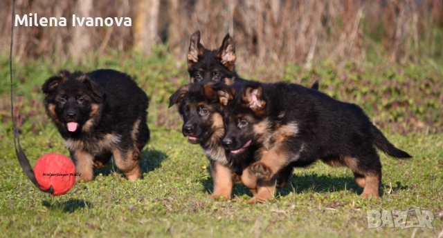 Малки немски овчарки от развъдник , снимка 4 - Немска овчарка - 53678555