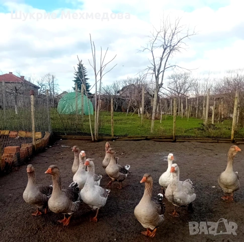 Млади гъски 