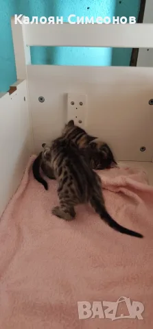 Бенгалски котета, снимка 3 - Бенгалски - 54357737