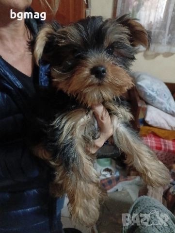 Йоркширски териер мини йорки., снимка 11 - Йоркширски териер - 51929023