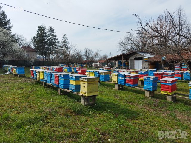 Пчелни отводки, снимка 2 - За пчели - 39565893