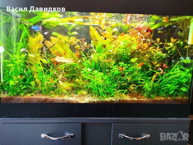 Растения за аквариум и езеро , имам излишни стартирани аквариуми., снимка 2 - Други - 40840532