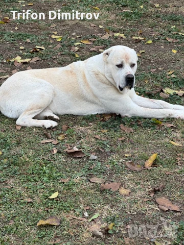 Мъжки Алабай за Разплод, снимка 1