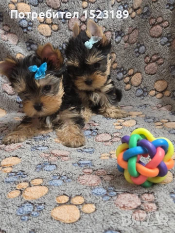 мини йоркширски териер, снимка 1