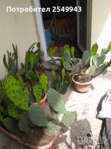 Саксии с незамръзващ кактус  , снимка 2 - Стайни растения - 41240742