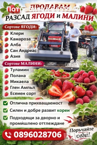 🌱 Качествен Разсад Ягоди и Малини – Директно от Производител!