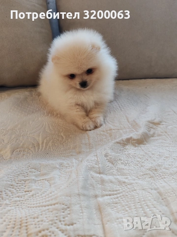 Померан мини померанчета , снимка 6 - Померан - 53726000