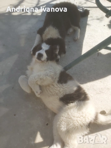 Продавам каракачански кученца, снимка 3 - Каракачанска овчарка - 53825575