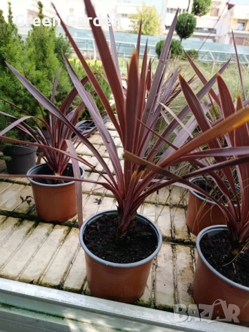 Кордилина / Cordyline “Australis”, снимка 4 - Градински цветя и растения - 52596548