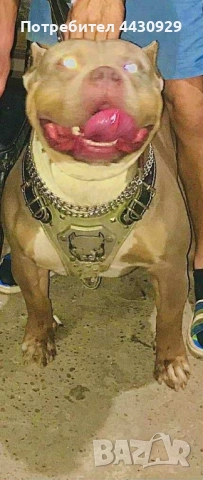 American bully XL, снимка 5 - Други - 52679454