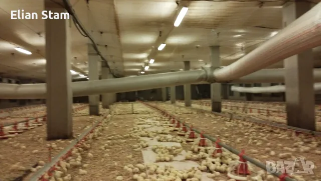 Оферта за продажба на действаща птицеферма, снимка 2 - Производствени сгради - 49924821