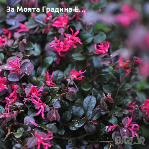 Лоропеталум , снимка 2 - Градински цветя и растения - 53636175