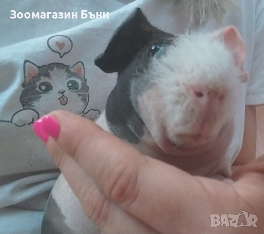 Skinny pig , Голи морски свинчета, снимка 13 - Морски свинчета - 39860680