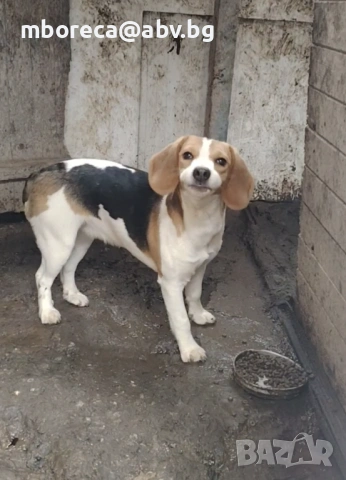 Бигъл женски 6 м с паспорт и ес.ваксини, снимка 2 - Бигъл - 53401585
