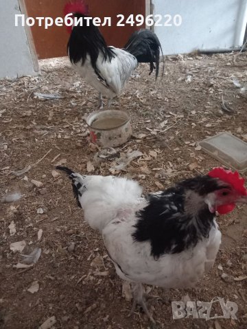 Семейство  кокошка и петел лакенфелдер, снимка 3 - други­ - 42095651