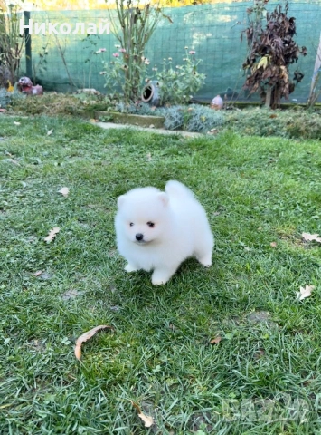 Померан мини момче. Померанче