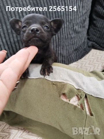 Малка шепичка любов , снимка 1