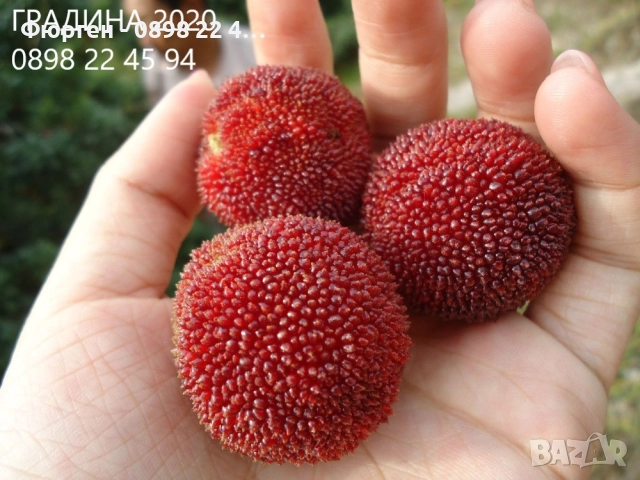 Ягодово дърво - Арбутус