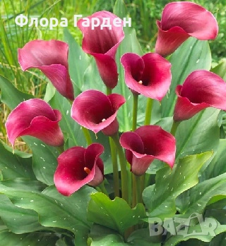 КАННА, КАЛА - Грудки/ ПРЕДВАРИТЕЛНИ поръчки, снимка 10 - Сортови семена и луковици - 49236562