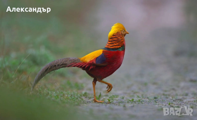 Златен Фаза 