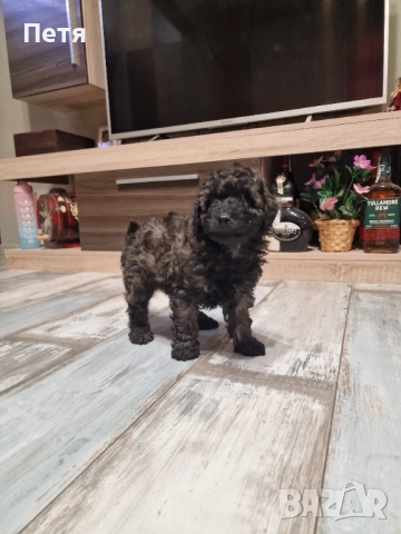 Пудел мини момче, снимка 8 - Пудели - 52651544