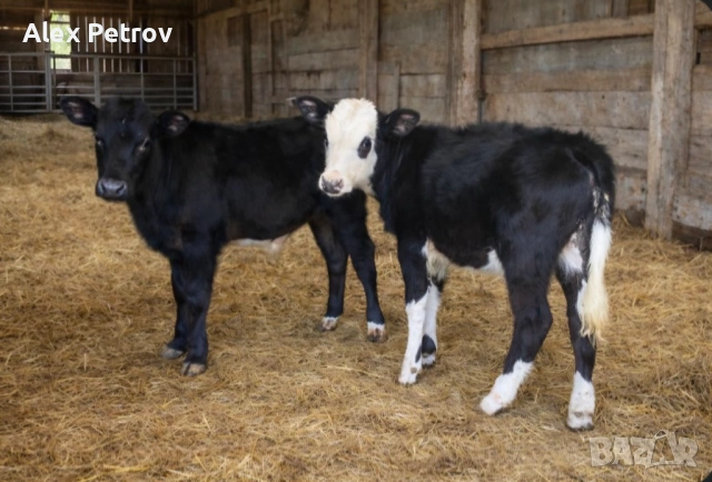 Отбите месодайни телета