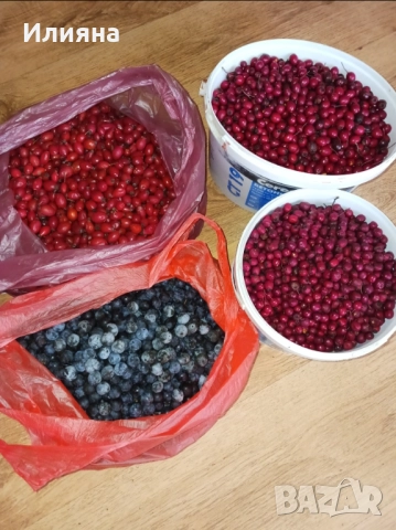 Шипка,Глог,Коприва,Лапад,Манголд,Розмарин,Самардала,Песто от Коприва, снимка 3 - Разсади - 44957834