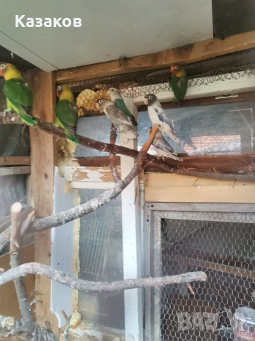 Продавам неразделки/маскови и фишер/., снимка 3 - Папагали - 53708005