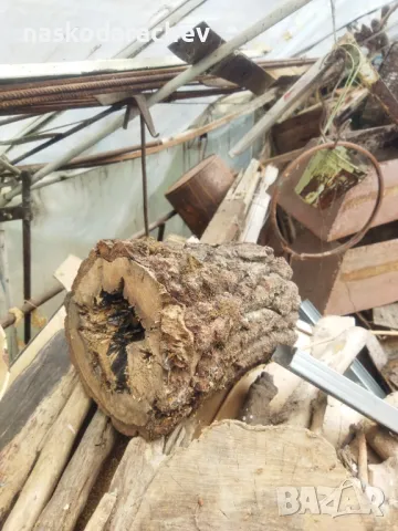 Пън, пънове, дънери с естествени дупки и без - за саксии, кашпи, декорация, снимка 9 - Саксии и кашпи - 27513634
