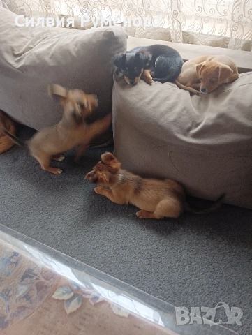 мини пинчери 4броя 