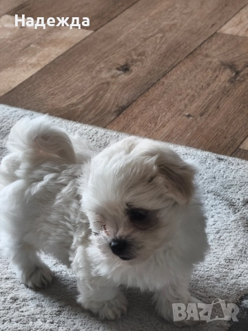 Малтийска болонка, снимка 1