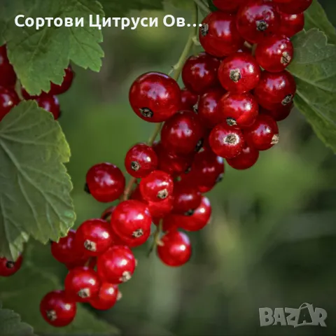 Червен Касис, снимка 1