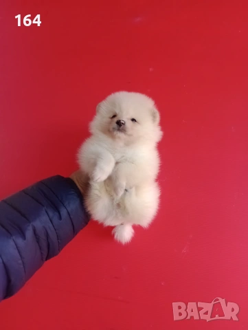 Прекрасен избор на Померанчета. Мъжки и женски Померани. Реални снимки от 12.01.26 г., снимка 13 - Померан - 53027724