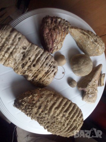 Антики, вкаменелости от тиранозавър зъби и нокът и др, снимка 3 - Други ценни предмети - 39383283