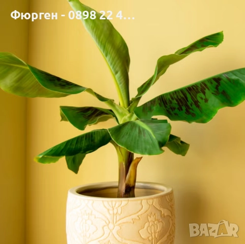 Банан - Стаен , снимка 2 - Разсади - 52508076
