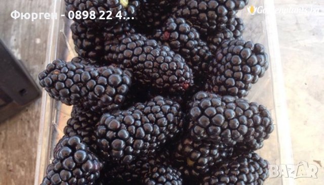 Къпина Натчез /Rubus fruticosus Natchez /