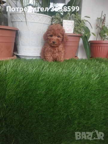 Той Пуделчета , снимка 2 - Пудели - 52909276