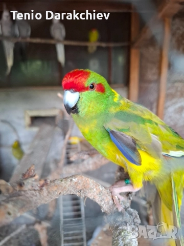 папагали , снимка 5 - Папагали - 52022442